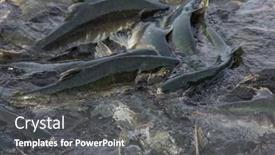  Presentation with salmon - Theme featuring salmon-spawning-in-alaska-river background and a  colored foreground