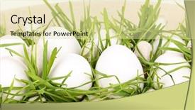  Presentation with eco friendly - Cool new PPT layouts with salmonella - eco-friendly eggs in box close-up backdrop and a blonde colored foreground