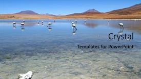  Presentation with lake - Presentation with salt earth - flamingos on lake in andes background and a  colored foreground
