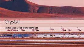  Presentation with flamingo - Colorful slide set enhanced with salt lake - flamingo in bolivia backdrop and a lemonade colored foreground