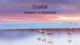  Presentation with flamingo - Presentation theme featuring salt lake - flamingo in bolivia background and a coral colored foreground