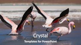  Presentation with flamingo - Slide deck having salt lake - flamingo in bolivia background and a dark gray colored foreground