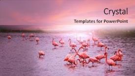  Presentation with flamingo - Beautiful presentation featuring salt lake - flamingo in bolivia backdrop and a lemonade colored foreground