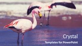  Presentation with flamingo - PPT theme consisting of salt lake - flamingo in bolivia background and a violet colored foreground