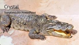  Presentation with crocodile - Slides with salt water - big crocodile on sand beach background and a lemonade colored foreground