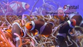  Presentation with salt water fish - Presentation design consisting of salt water - clown fish in aquarium background and a light blue colored foreground