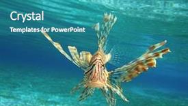  Presentation with salt water fish - Presentation theme enhanced with salt water - lion fish background and a teal colored foreground