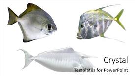  Presentation with salt water fish - Presentation theme enhanced with salt water - tropical fish background and a  colored foreground