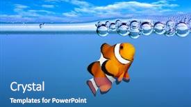  Presentation with salt water fish - Presentation enhanced with salt water - tropical reef fish - clownfish background and a teal colored foreground