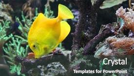  Presentation with salt water fish - Cool new theme with salt water - zebrasoma yellow tang fish backdrop and a dark gray colored foreground