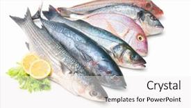  Presentation with fish - PPT theme having saltwater crabs - fresh catch of fish isolated background and a white colored foreground