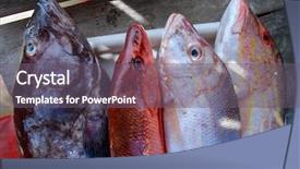  Presentation with top view of fresh fish - Audience pleasing presentation theme consisting of saltwater crabs - fresh fish raw backdrop and a gray colored foreground