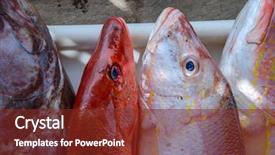  Presentation with top view of fresh fish - Amazing PPT theme having saltwater crabs - fresh fish raw backdrop and a tawny brown colored foreground
