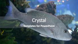  Presentation with fish scales - Beautiful theme featuring saltwater fish with gray scales backdrop and a gray colored foreground