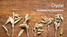  Presentation with sage - Presentation featuring dry greek sage herb tea background and a coral colored foreground