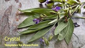  Presentation with sage - Colorful slides enhanced with flowering sage against slate background backdrop and a violet colored foreground