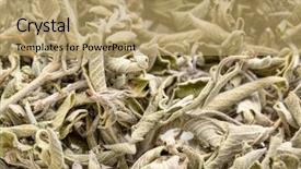  Presentation with sage - Cool new presentation design with pile of dry greek sage backdrop and a coral colored foreground