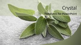  Presentation with sage - Theme with sage leaves over black stone background and a mint green colored foreground