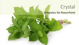  Presentation with salvia - Amazing theme having salvia dorisiana isolated on white background backdrop and a blonde colored foreground