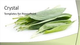  Presentation with salvia - Colorful slide set enhanced with salvia officinalis sage leaves isolated backdrop and a white colored foreground