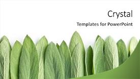  Presentation with salvia - Slides having salvia officinalis sage leaves isolated background and a white colored foreground