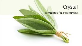  Presentation with salvia - Presentation design having salvia officinalis sage leaves isolated background and a  colored foreground