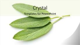  Presentation with salvia - Colorful PPT theme enhanced with salvia officinalis sage leaves isolated backdrop and a soft green colored foreground