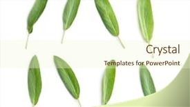  Presentation with salvia - Audience pleasing PPT theme consisting of salvia officinalis sage leaves isolated backdrop and a cream colored foreground
