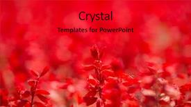  Presentation with salvia - Presentation theme with salvia salvia splendens scarlet sage background and a red colored foreground