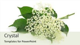  Presentation with elder fraud - Slide deck featuring elderberry - sambucus nigra or elder isolated background and a mint green colored foreground