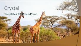  Presentation with kenya - Presentation design enhanced with samburu-special-five-reticulated-giraffes background and a sky blue colored foreground