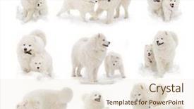  Presentation with play - Amazing slides having samoyed dog and samoyed puppy backdrop and a lemonade colored foreground