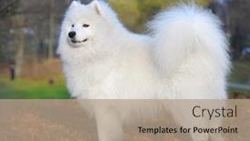  Presentation with juvenile - Slides featuring samoyed-dog-juvenile-champion background and a coral colored foreground