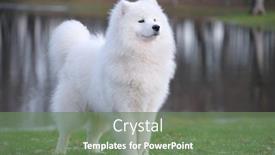  Presentation with juvenile - Theme consisting of samoyed dog - juvenile champion of russia background and a ocean colored foreground