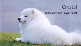  Presentation with juvenile - Beautiful PPT theme featuring samoyed-dog-juvenile-champion backdrop and a light blue colored foreground
