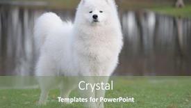  Presentation with juvenile - Colorful presentation theme enhanced with samoyed dog - juvenile champion of russia backdrop and a violet colored foreground
