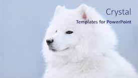  Presentation with juvenile - Presentation theme featuring samoyed-dog-juvenile-champion background and a sky blue colored foreground