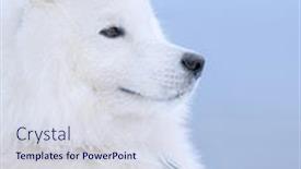  Presentation with juvenile - Cool new PPT theme with samoyed-dog-juvenile-champion backdrop and a sky blue colored foreground