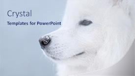  Presentation with juvenile - Slides consisting of samoyed-dog-juvenile-champion background and a sky blue colored foreground