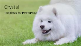 Presentation with play - Amazing slide set having samoyed-dog-wants-to-play backdrop and a mint green colored foreground