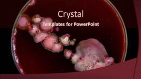  Presentation with fungi - Presentation design consisting of samples-of-petri-dishes background and a wine colored foreground