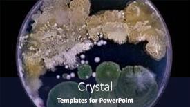  Presentation with fungi - Presentation theme consisting of samples-of-petri-dishes background and a navy blue colored foreground