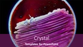  Presentation with fungi - PPT theme with samples-of-petri-dishes background and a violet colored foreground