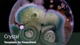  Presentation with fungi - Theme enhanced with samples-of-petri-dishes background and a  colored foreground