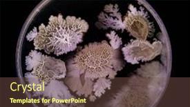  Presentation with fungi - PPT theme with samples-of-petri-dishes background and a tawny brown colored foreground