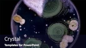  Presentation with fungi - Slide deck enhanced with samples-of-petri-dishes background and a wine colored foreground