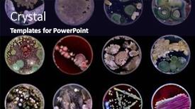  Presentation with fungi - PPT layouts consisting of samples-of-petri-dishes background and a wine colored foreground