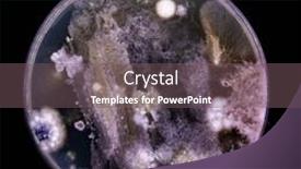  Presentation with culture - PPT theme featuring samples-of-petri-dishes background and a  colored foreground