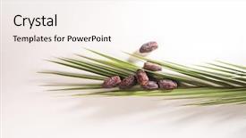  Presentation with date palm - Beautiful slide deck featuring crop production - ripened date sample backdrop and a sky blue colored foreground