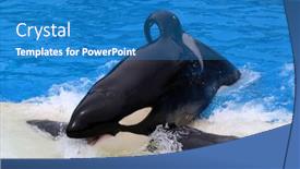  Presentation with killer whale - PPT layouts with san-diego-ca-june-18 background and a teal colored foreground